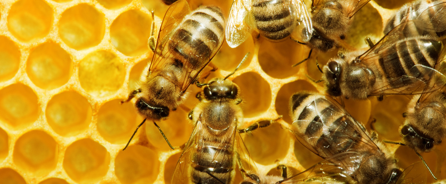 Beč dobio berzu pčela