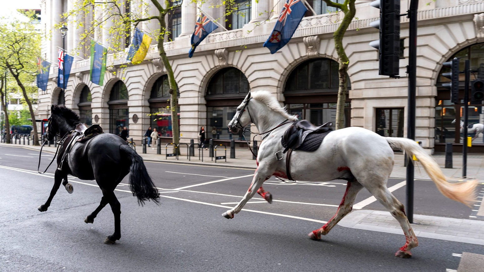 Runaway horses filmed racing through central London